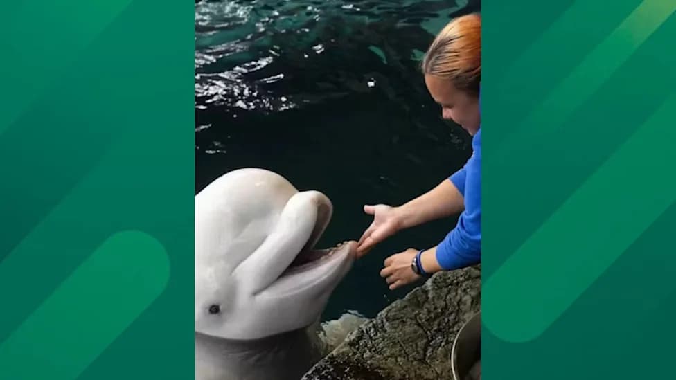 Two More Belugas Die at Shedd Aquarium — Questions Mount Over Transfers From Marineland