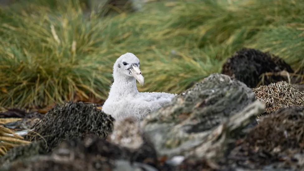 Tiny Plastics, Big Consequences: Study Shows Microplastics Alter Growth of Southern Giant Petrel Chicks