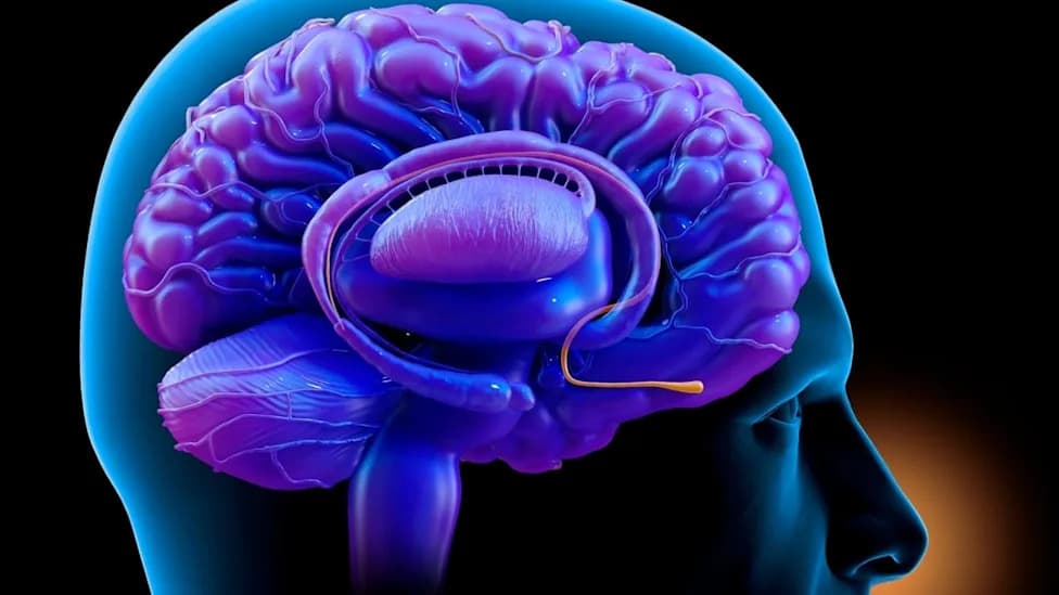 Mouse Study Maps a Nose‑to‑Brain Circuit: How Nasal Breathing Frequency Can Dial Anxiety Up Or Down