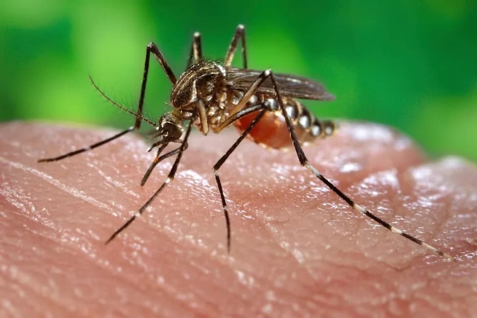 Dengue-Capable Aedes aegypti Found Breeding in East London — UKHSA Launches Eradication Programme