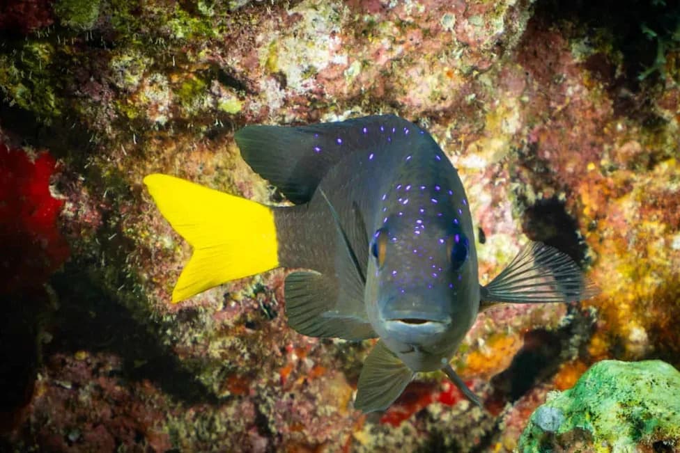 Yellowtail Damselfish Speed Coral Healing Up to 55% — Scientists Still Don’t Know Why