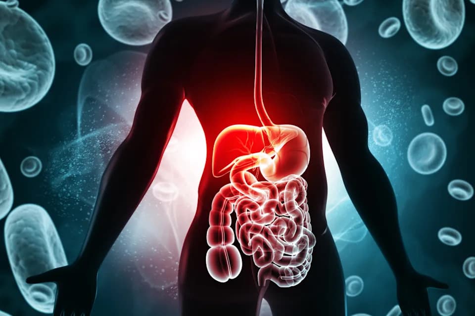 Common Sweetener May Increase Dietary Fat Absorption, Mouse Study Suggests