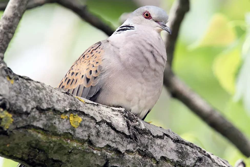 Conservationists Release 30 Turtle Doves in Hampshire as Population Plummets to 2% of 1960s Levels