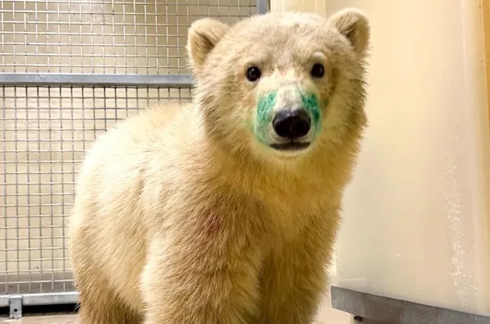 Orphaned Polar Bear Cub Flown to Winnipeg Zoo — Now Quarantined and Under Veterinary Care