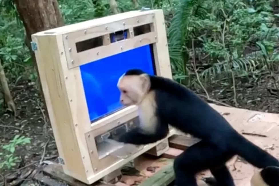 Wild Capuchins Master an AI-Powered Treat Machine in Days — Slap, Bite and Tap for Snacks
