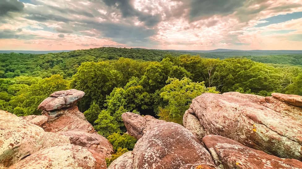 Judge Halts Shawnee National Forest Logging After Agency Skipped Endangered Bat Review