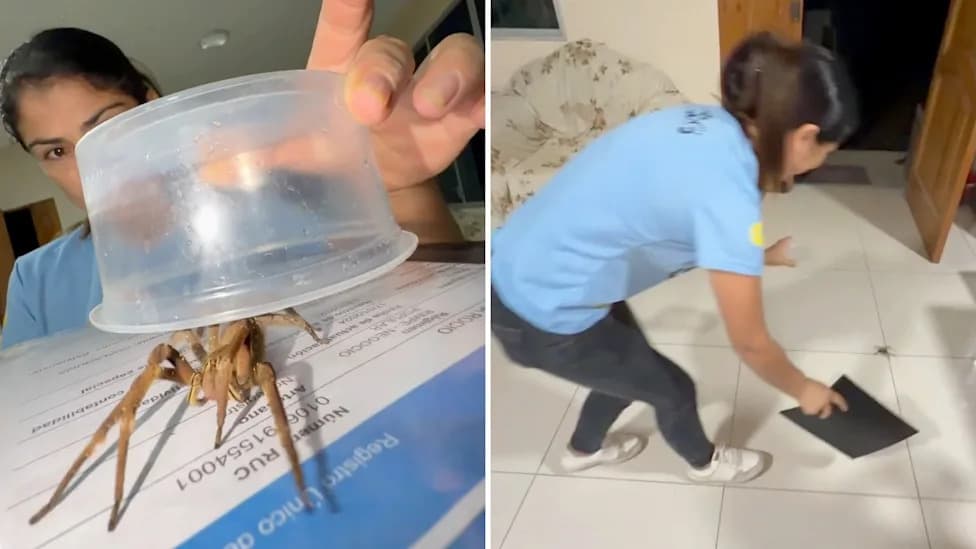 Viral Clip Criticized After Influencers Handle Suspected Brazilian Wandering Spider Like A Tarantula