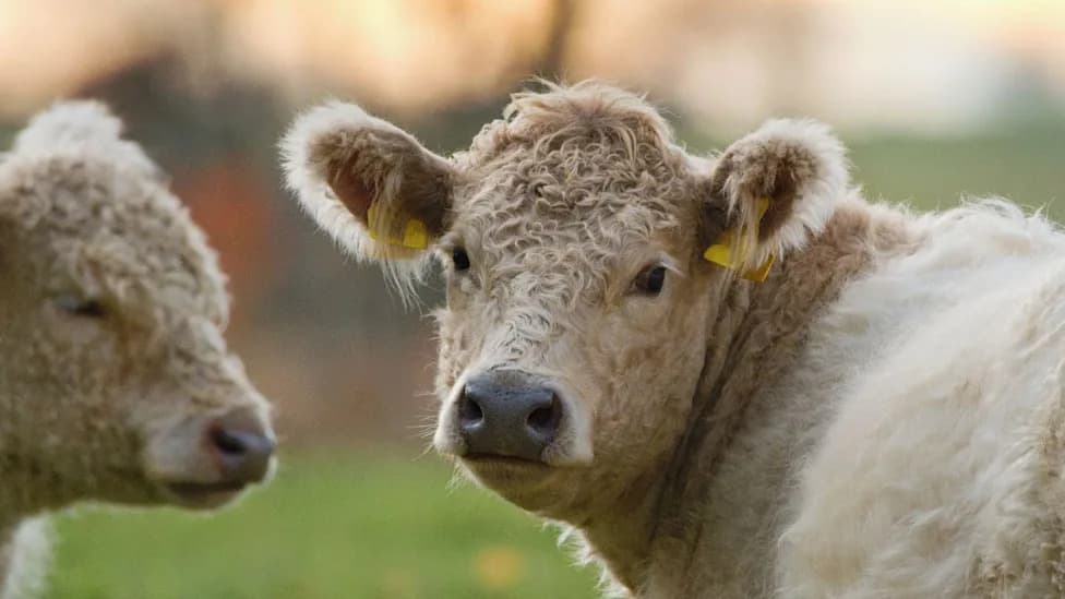 Bluetongue Confirmed in South‑West Scotland — Movement Restrictions To Remain For At Least Two Years