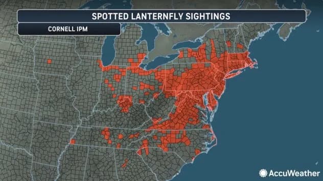 Spotted Lanternflies Confirmed In 22 States And D.C.: 'They're Here To Stay' — What To Know