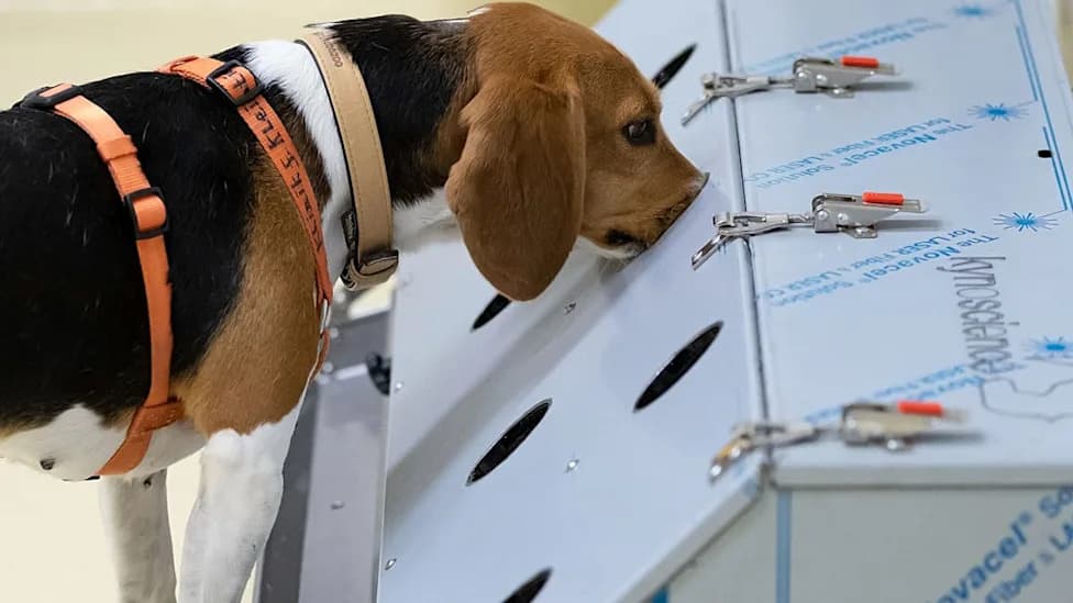 Dogs + AI: Indian Start‑Up Trains Canines To Sniff Out Cancer From Breath