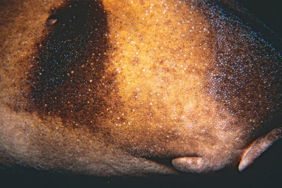 Tiny Fossil Shark Scales Reveal 7,000 Years Of Shark Population Change In Panama