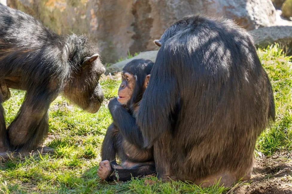 Chimps Have Accents — Young Chimps' Grunts Reveal Where They Grew Up