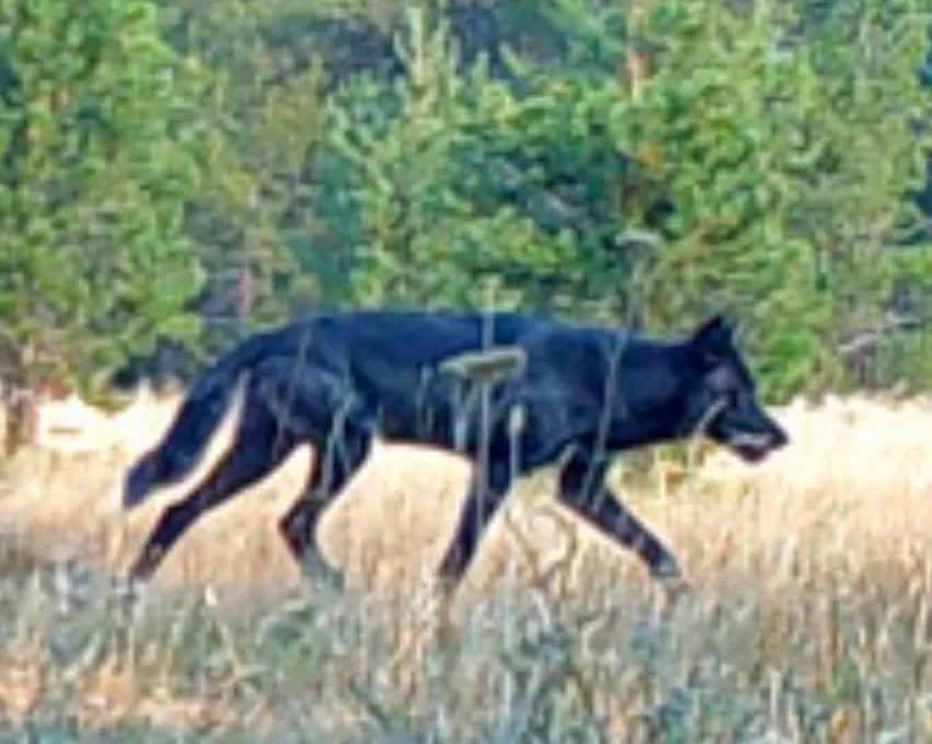 Rare Gray Wolf Confirmed In Mendocino National Forest — First Sighting There Since Wolves Returned