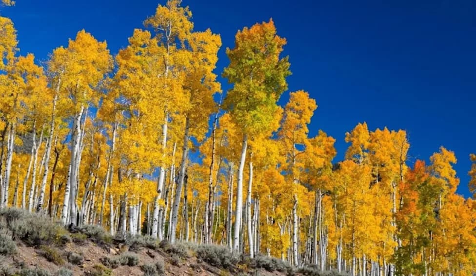 Pando: The 47,000‑Stem Superorganism — One Genome, One Root, Under Threat