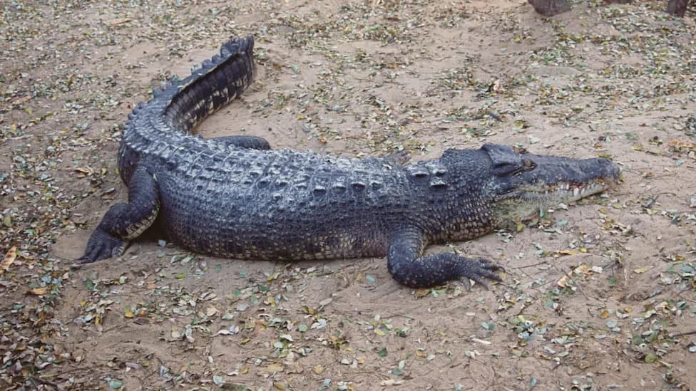 Six-Foot Crocodile Wanders Into Rajasthan Village — Rescued and Transported On A Motorcycle