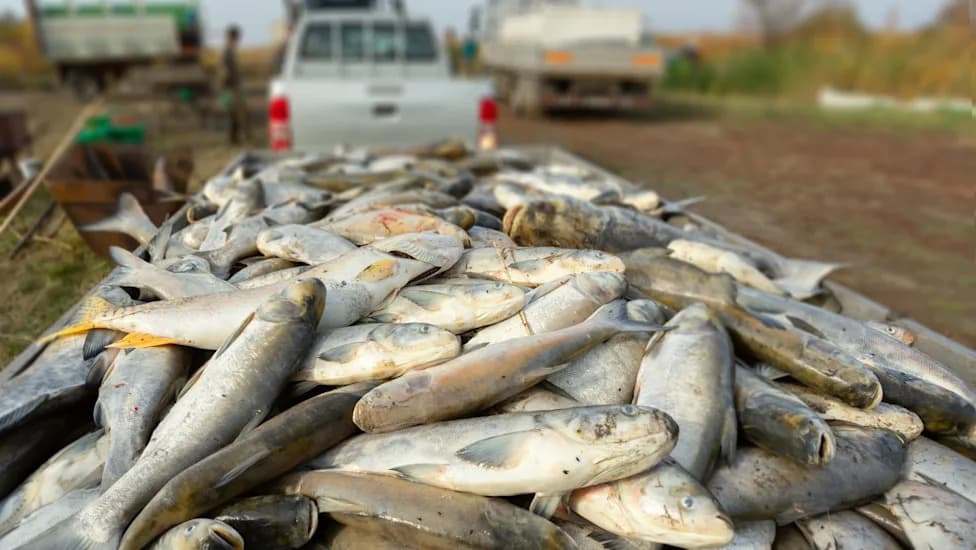Drought Drains Rétimajor Wetlands, Killing 331–386 Tons of Fish and Threatening Protected Habitat