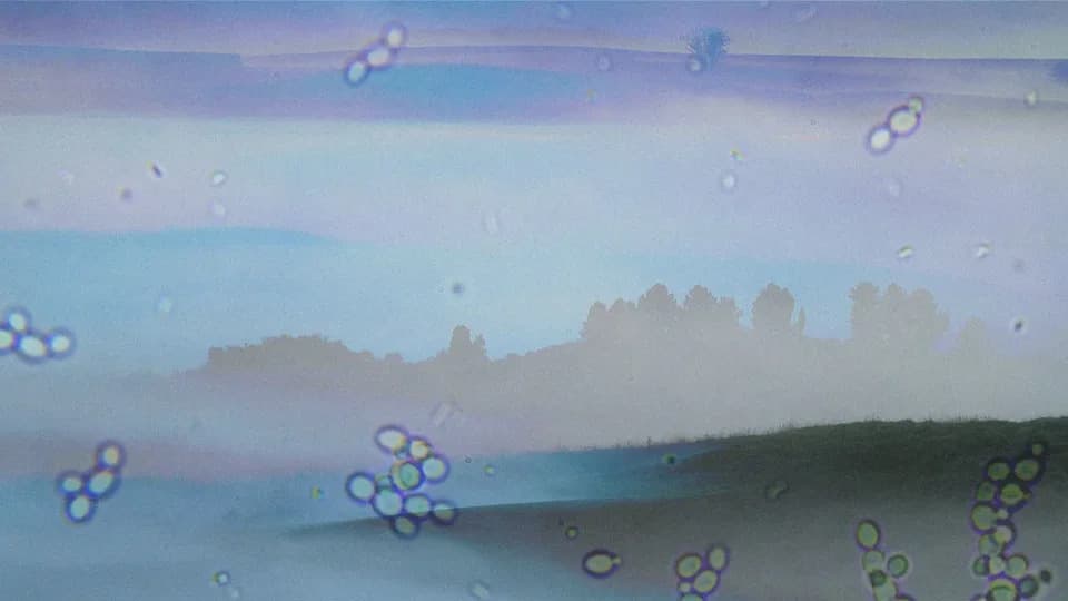 Fog Is Alive: Bacteria in Low Clouds Break Down Air Pollution