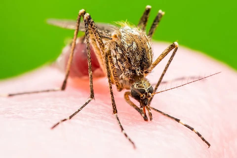Ohio Sixth-Grader Diagnosed With Rare La Crosse Virus; Family Urges Parents To Take Mosquito Precautions