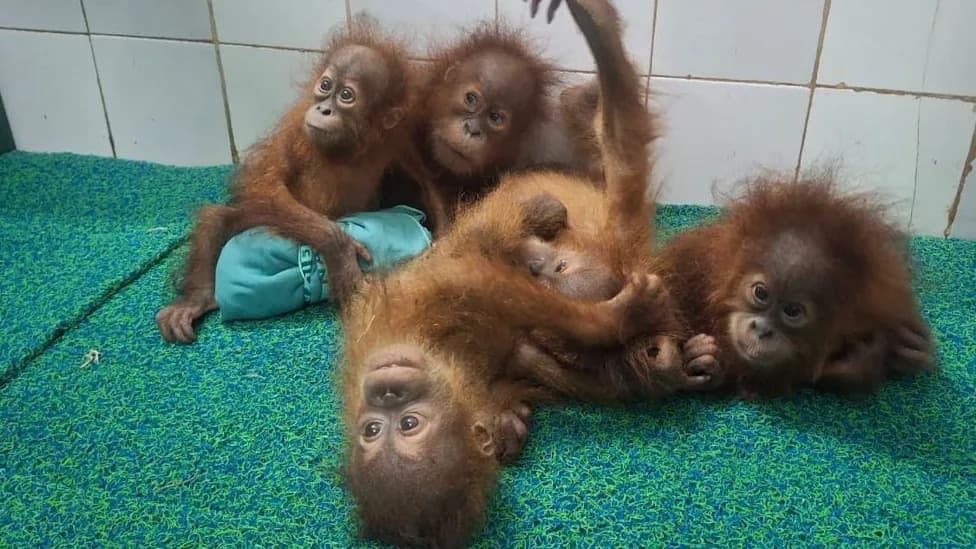 Five Baby Orangutans Discovered in Odisha Forest Spark International Trafficking Probe