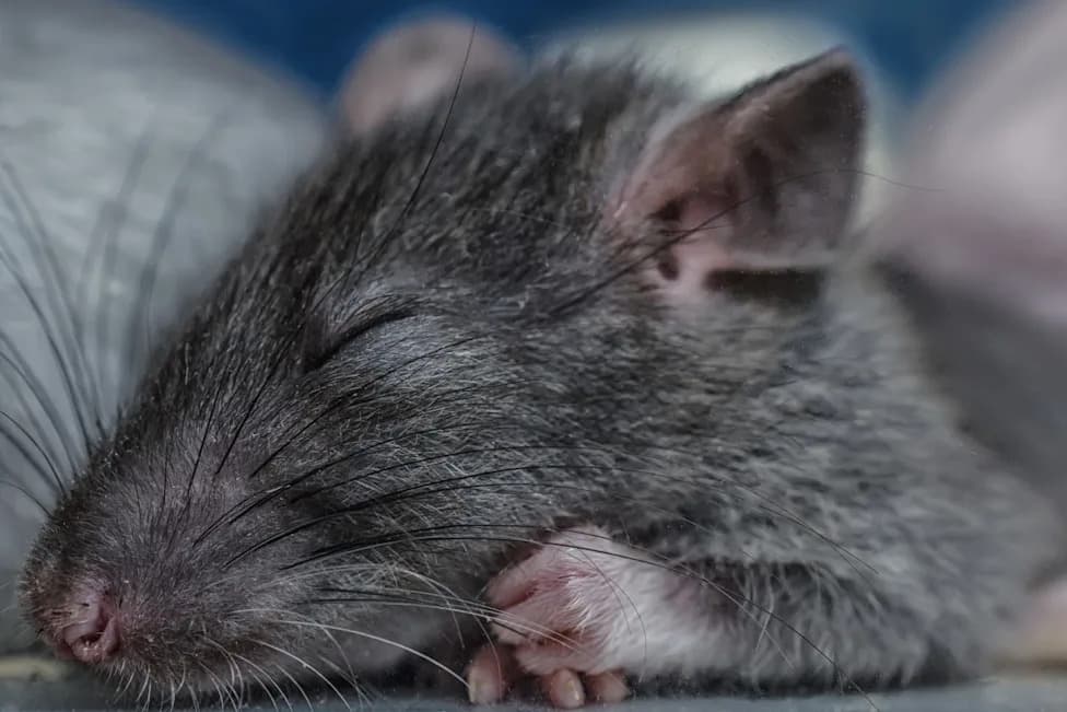 Awake Brains ‘Tune’ Information While Anesthesia Floods the Mind, Rat Study Finds