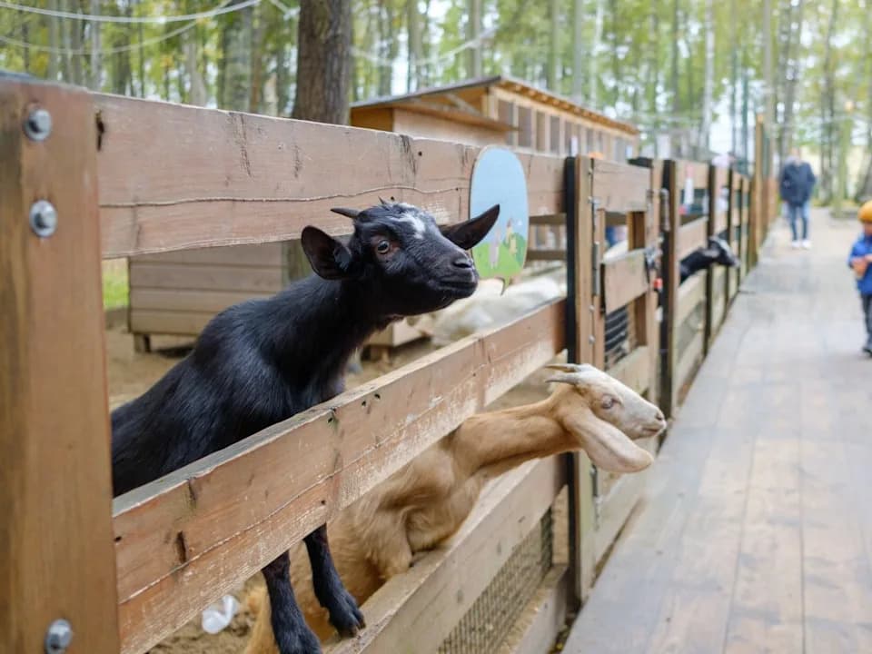 Family Petting-Zoo Party Leads to Rabies Alert — Guests Urged to Get Immediate Assessment