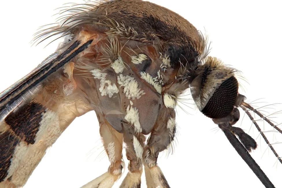 New Mosquito Species Detected in U.S.: Aedes amateuri Found in Arizona Mountains, Disease Risk Unknown