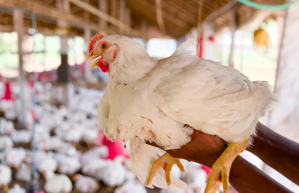 How U.S. Supermarket Chickens Became Four Times Bigger Since 1957 — Breeding, Not Hormones