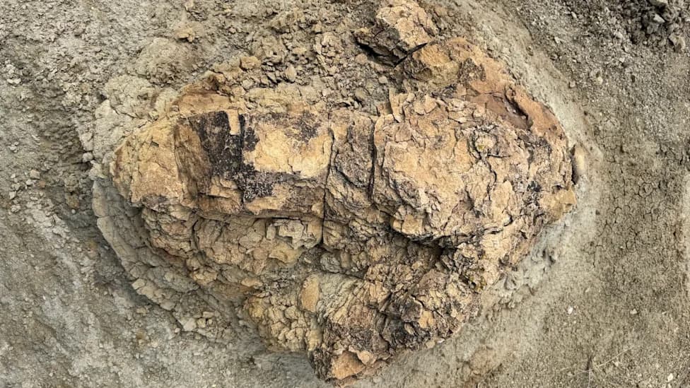 Scientists Find First Adult T. rex Trackway — Four Three‑Foot Prints Trace 23‑Foot Path in North Dakota