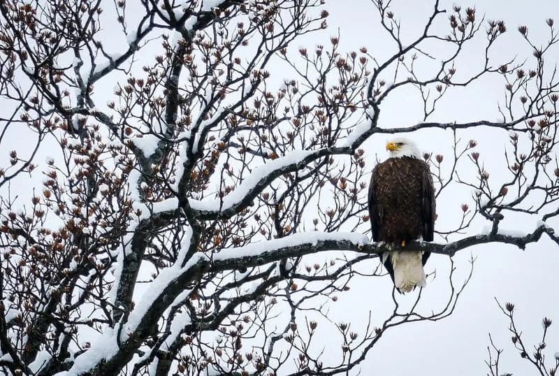 20 States and D.C. Sue Over Trump Administration Rollback of Endangered Species Protections