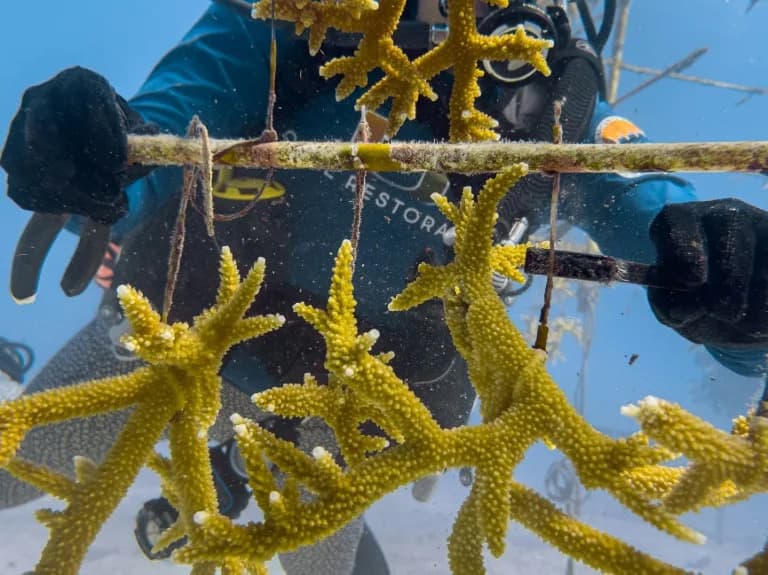 Florida Scientists Hunt Heat-Resistant Corals as Oceans Warm