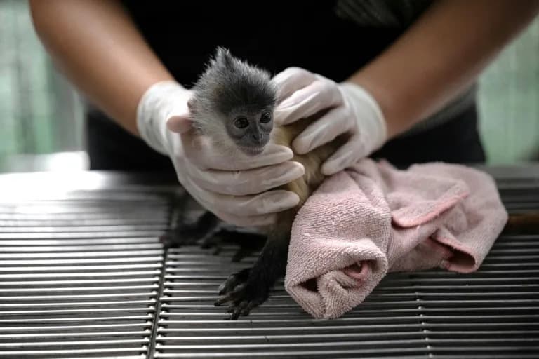Online and Undercover: How Thailand’s Agents Track and Rescue Trafficked Wildlife