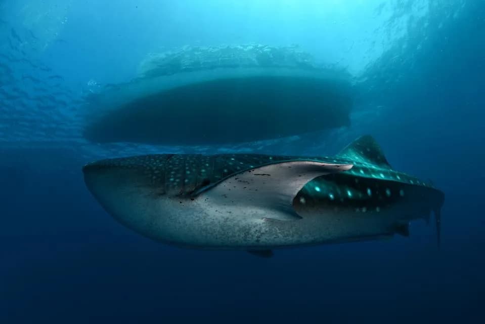 Every Whale Shark Has a Fingerprint: How Photo‑ID Reveals Their Lives in the Maldives