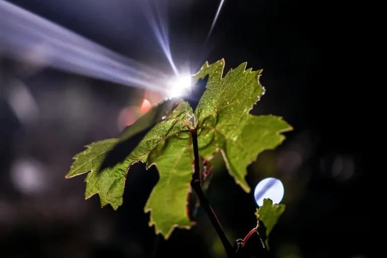 Portuguese Vineyards Turn to Night Harvests to Beat Extreme Heat