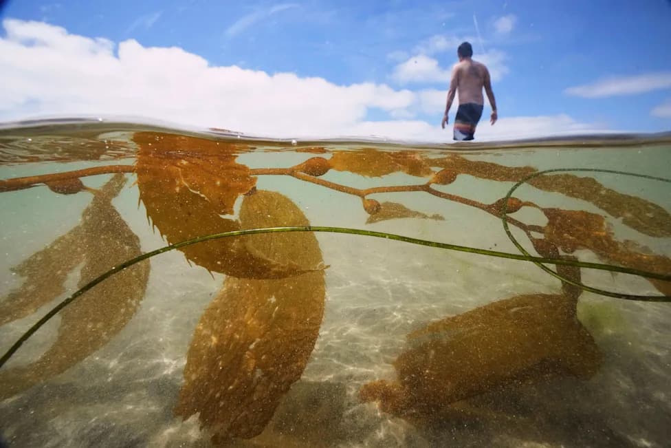 California Clears Way for Nation’s Largest Offshore Kelp Farm Near Ventura