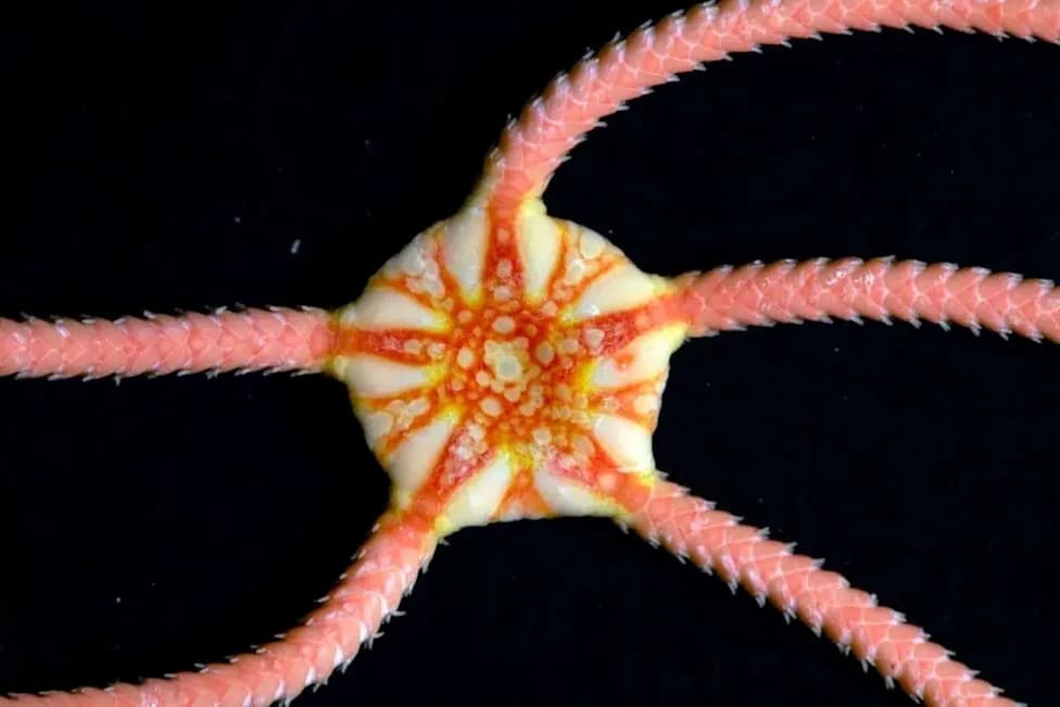 Scientists Identify 149 New Species on Ancient Indian Ocean Seamounts Near Australia