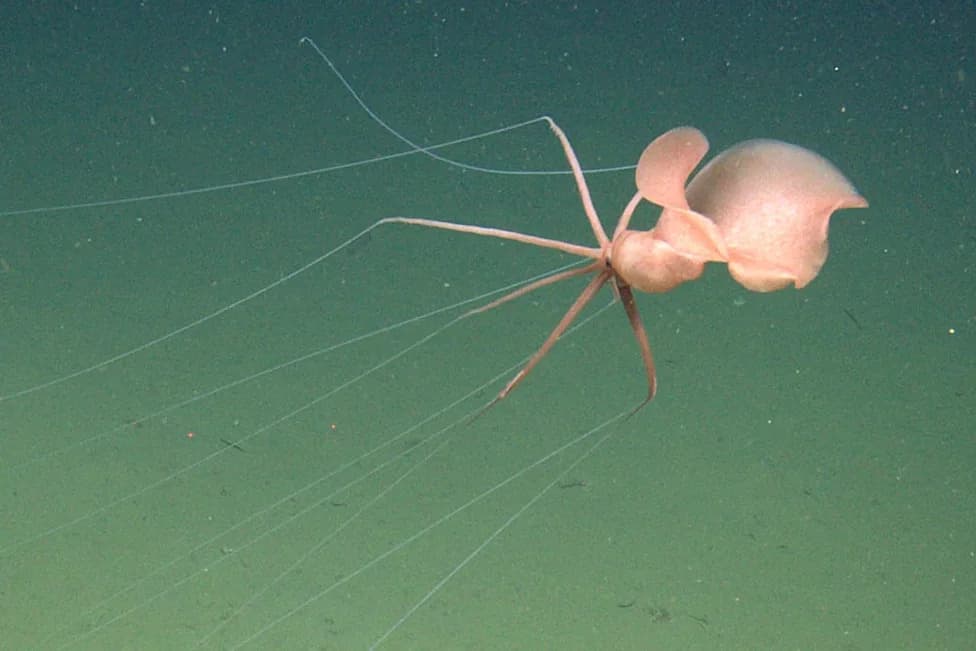 Rare Deep‑Sea Bigfin Squid Filmed for First Time Off California, 3,277 m Down