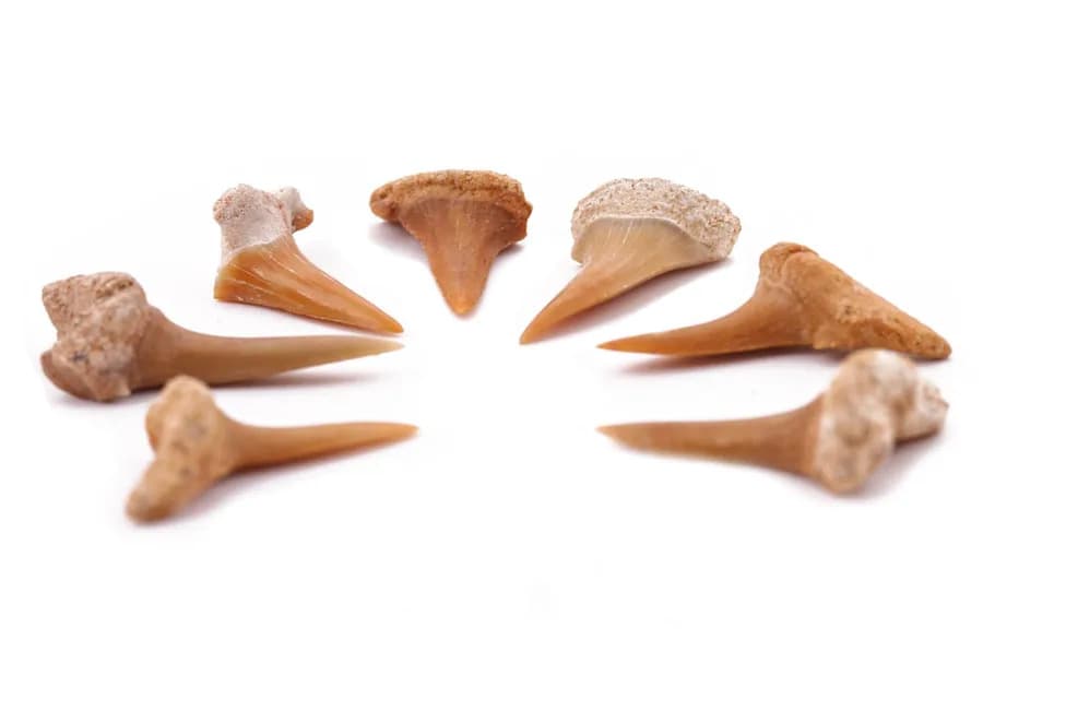 Ancient Shark Teeth Unearthed in Egypt’s Desert Reveal Diverse Cretaceous Predators