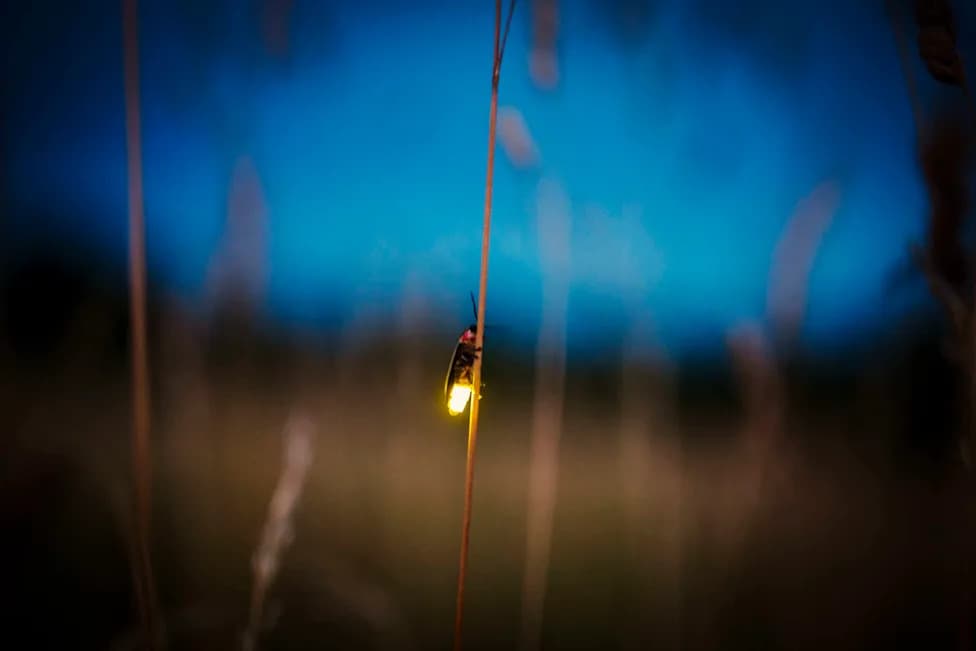 How Climate Change Is Rewriting Summer: From Fewer Fireflies to More Dangerous Heat