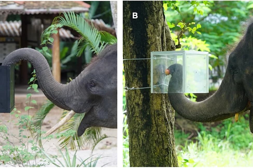 Study Finds Asian Elephants Can Suppress Impulses to Solve Problems