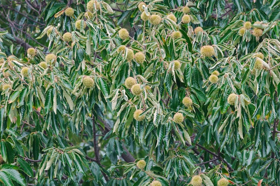 USDA Deregulates Blight-Resistant 'Darling 54' Chestnut, Renewing Hope — But Questions Remain