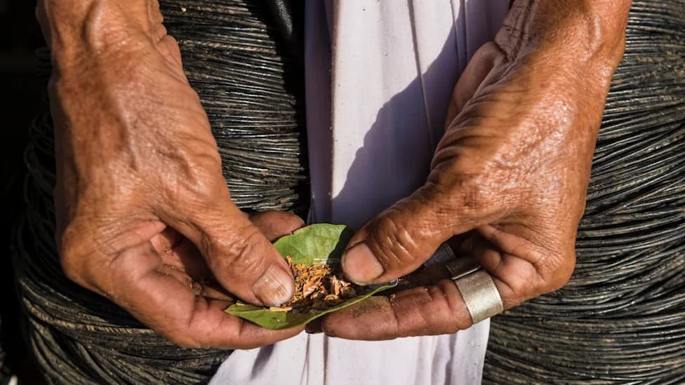 Evidence Suggests Humans Used Betel Nut Stimulant 25,000 Years Ago — Pushing Psychoactive Plant Use Back By Millennia