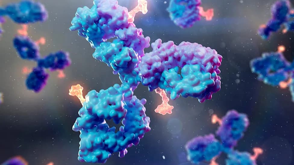 New Human-Compatible Antibodies Show Promise Against Epstein-Barr Virus