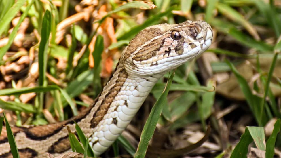 Called to Remove One Snake, Rescuers Found 23 Russell's Vipers Under Rajasthan Home