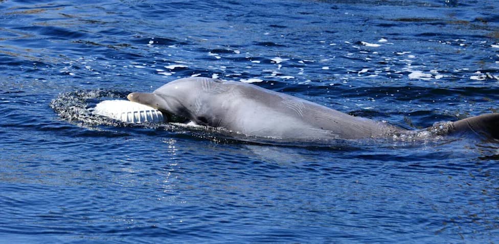Why You Should Never Feed Wild Dolphins — Study Finds Feeding Doubles Extinction Risk