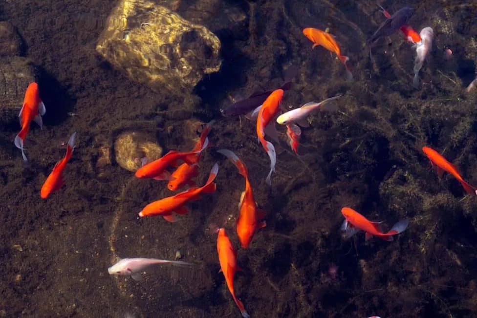 Don’t Release Goldfish Into Lakes — How One Pet Can Trigger a Collapse of a Freshwater Ecosystem