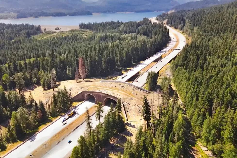 Washington’s Snoqualmie Pass Overpass Hits 10,000 Documented Wildlife Crossings