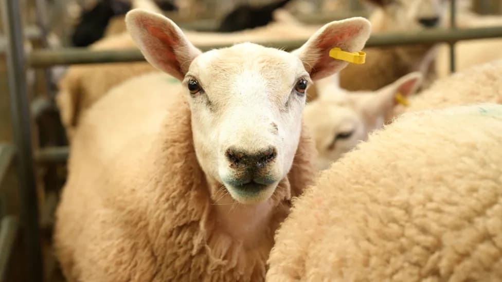 Vets Can Now Diagnose Bluetongue On Farms to Speed Up Response