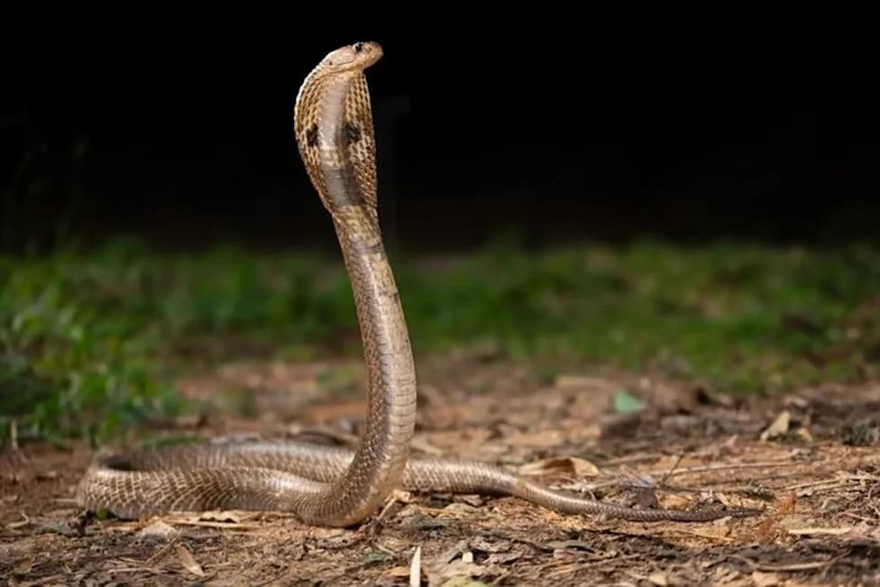 Engineered Nanobody Cocktail Provides Broad Protection Against Multiple Cobra Venoms
