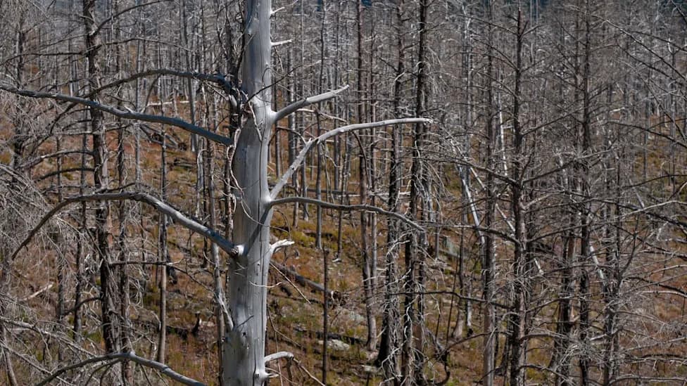 High‑Resolution Map Reveals 10 Million+ Dead Trees Along Atlantic Coast as Saltwater Moves Inland