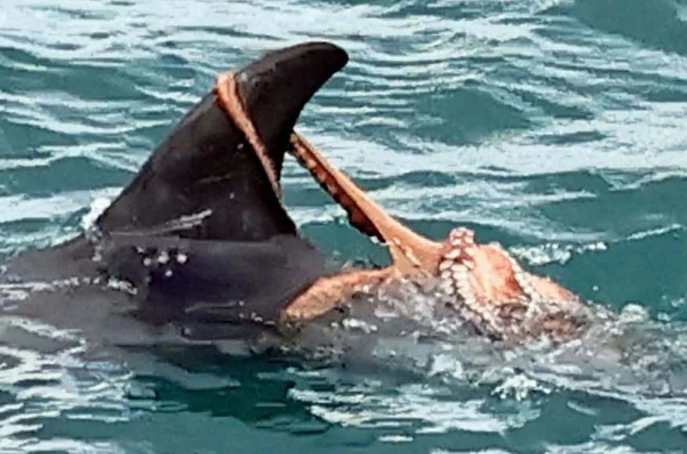 Caught on Camera: Octopus Hitchhikes on Risso's Dolphin Off Devon — Possible Link to Regional Octopus Bloom